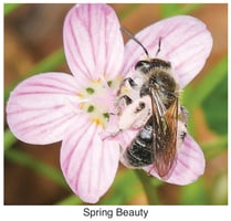 Bee on flower image