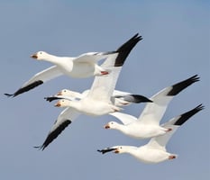 Snow geese image