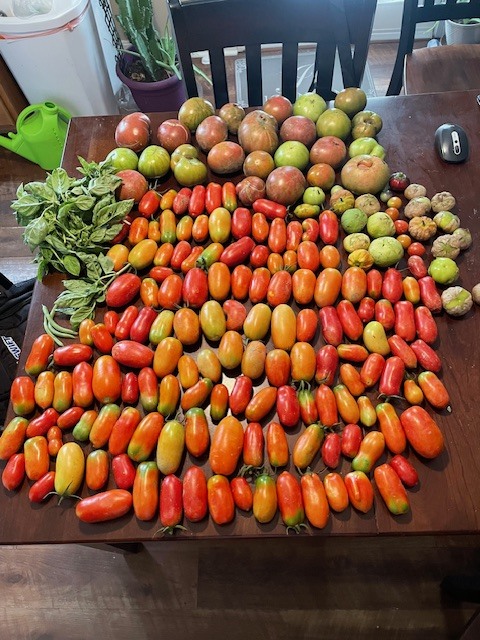 tomatoes image